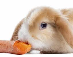 Netherland Dwarf Rabbit Personality