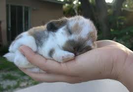 miniature dwarf rabbit