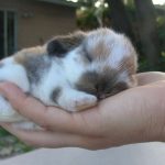Dwarf Bunnies