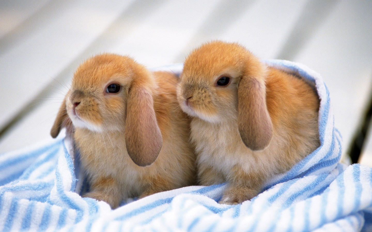 dwarf bunnies for adoption