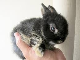 netherland dwarf bunny care