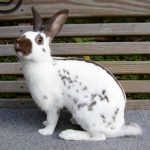 Rabbit Breed
