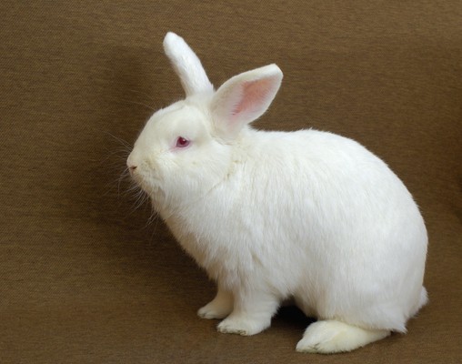 new zealand dwarf rabbit