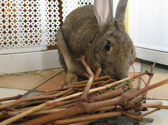 What Do Rabbits Like To Chew On What Do Rabbits Like To Chew On