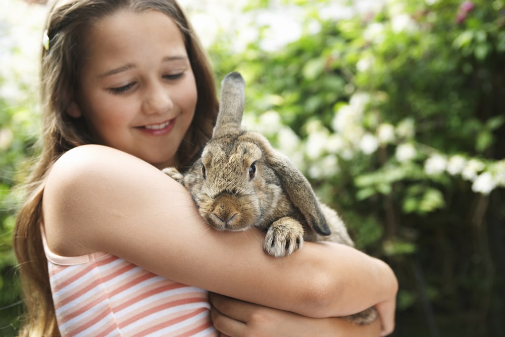 How To Take Care Of A Bunny? Netherland Dwarf Rabbit
