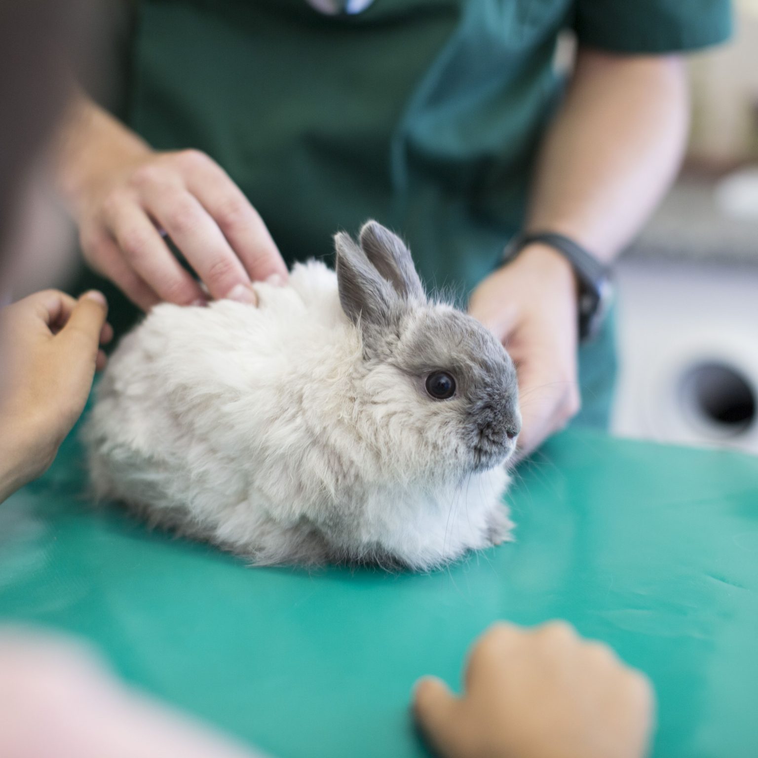 What Does it Mean When a Rabbit Licks you? Netherland Dwarf Rabbit