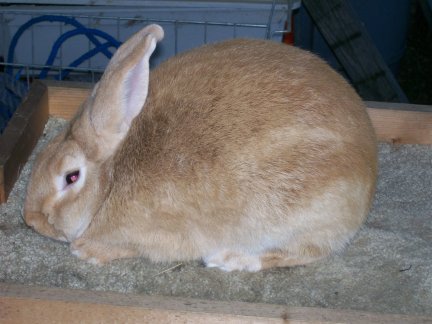 The Palomino Rabbit – Guide & Facts