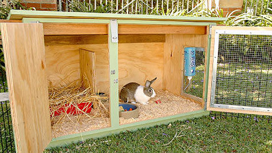 How To Set Up A Rabbit Hutch? - Netherland Dwarf Rabbit