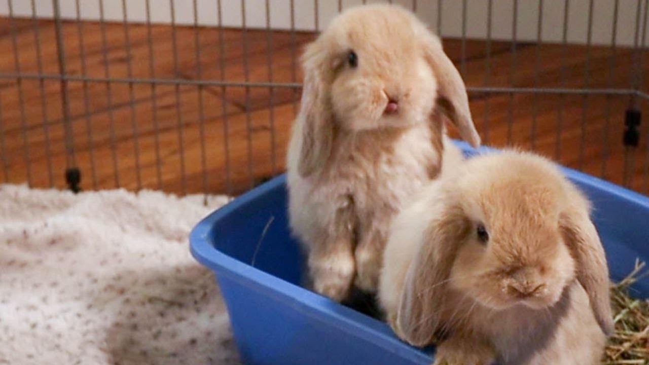 Everything You Need To Know About Holland Lop Rabbit Netherland Dwarf