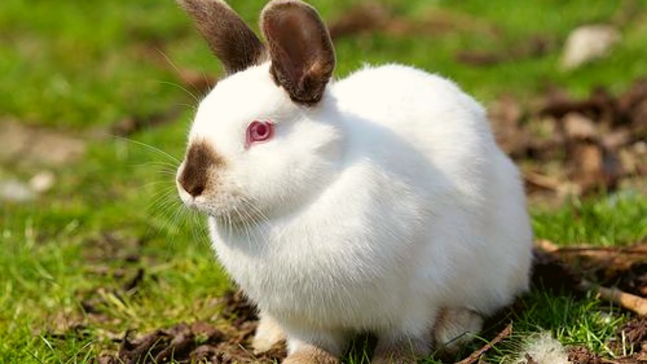 Everything You Need To Know About Californian Rabbit - Netherland Dwarf ...