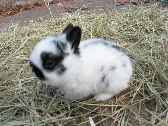 Everything You Need To Know About Polish Rabbit - Netherland Dwarf Rabbit