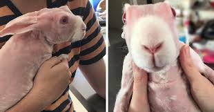 Everything You Need To Know About Hairless Rabbit - Netherland Dwarf Rabbit