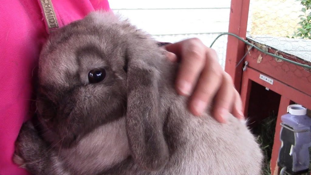 Everything You Need To Know About Holland Lop Rabbit Netherland Dwarf