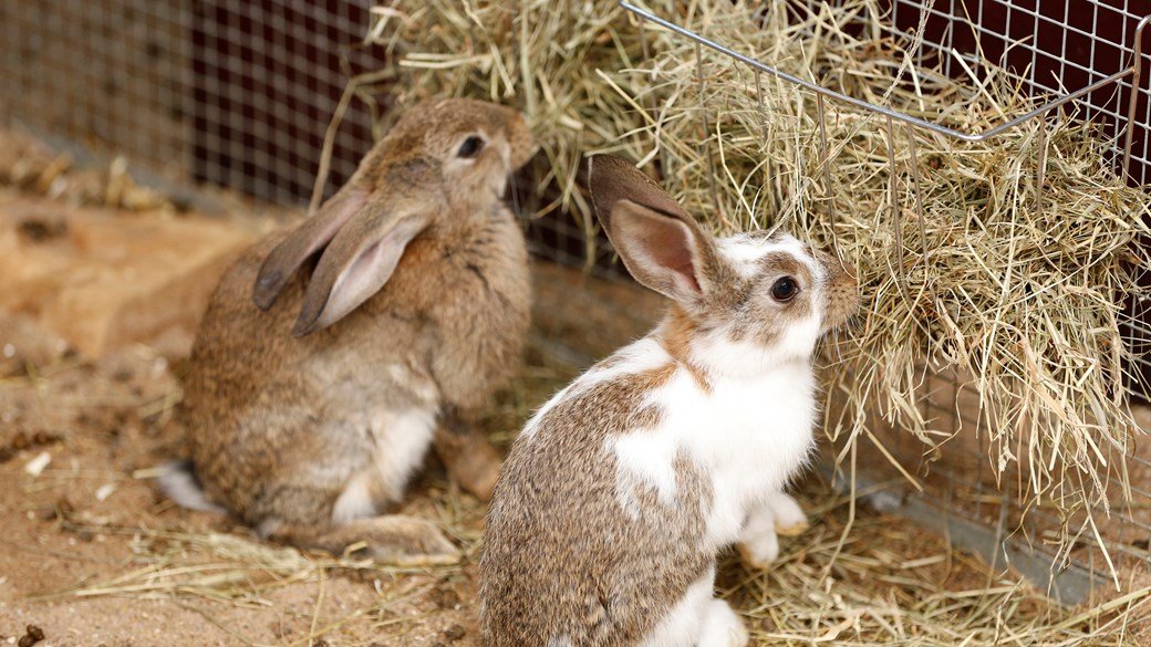 What To Feed Your Pet Rabbit? Netherland Dwarf Rabbit