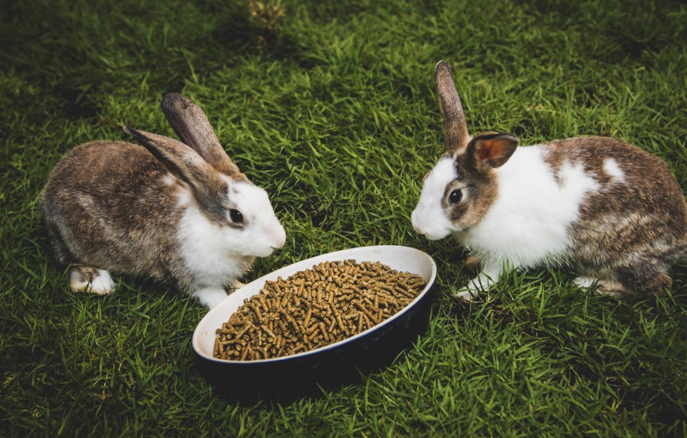 What To Feed Your Pet Rabbit? Netherland Dwarf Rabbit