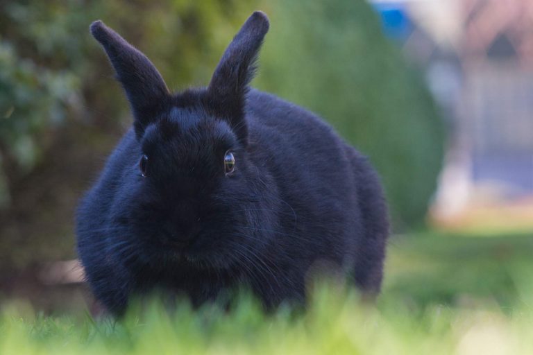 Everything You Need To Know About American Blue Rabbit Netherland Dwarf Rabbit