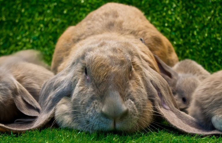 Everything You Need To Know About Rabbit Gestation Period - Netherland ...