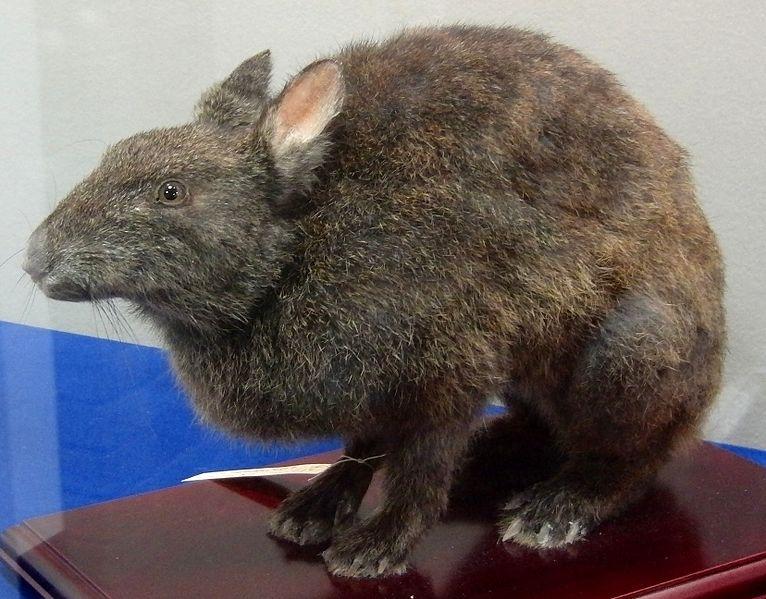 Everything You Need To Know About Amami Rabbit - Netherland Dwarf Rabbit