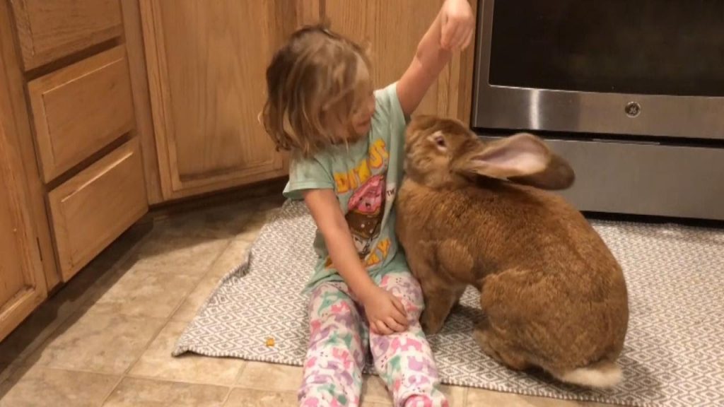 giant soft bunny