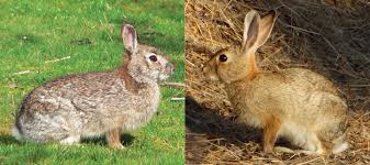 Everything You Need To Know About Brush Rabbit - Netherland Dwarf Rabbit