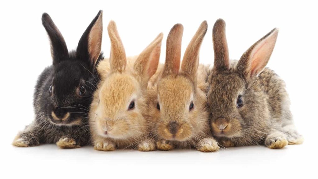 What Is The Difference Between A Rabbit And A Bunny - Netherland Dwarf ...