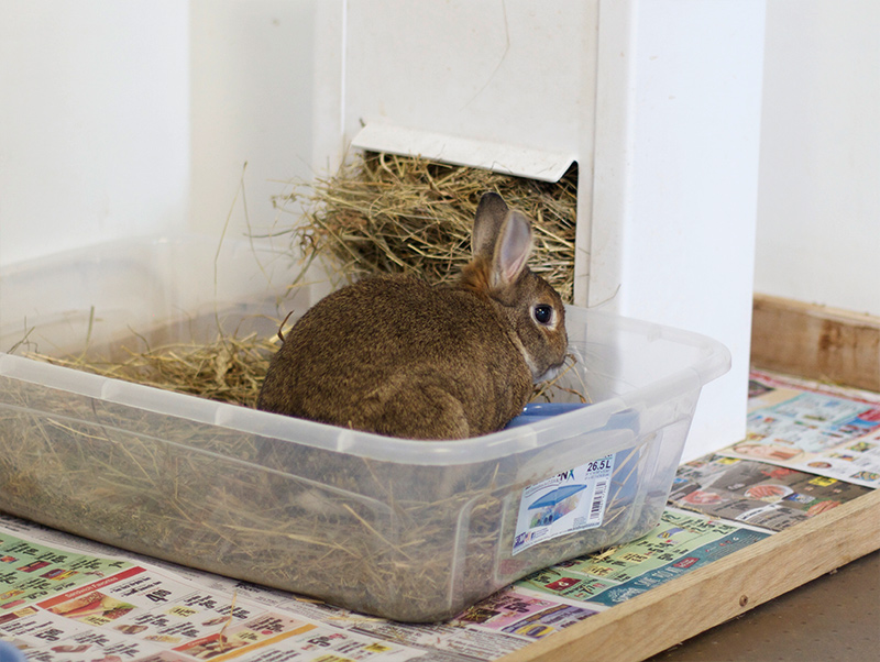 How To Potty Train A Rabbit - Netherland Dwarf Rabbit