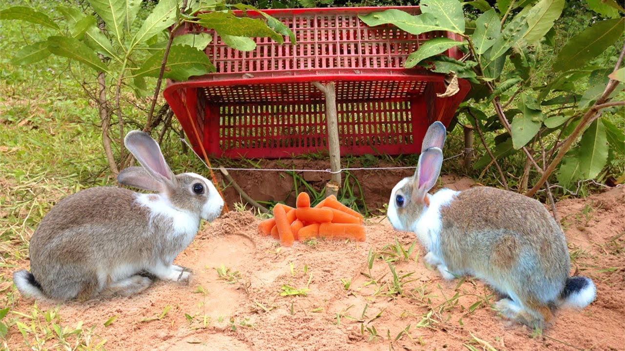 How To Catch A Rabbit Netherland Dwarf Rabbit
