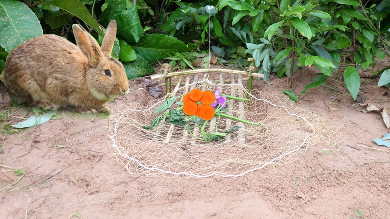 How To Catch A Rabbit Netherland Dwarf Rabbit