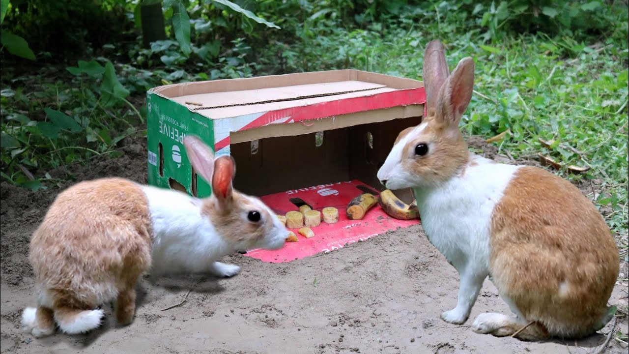 How To Catch A Rabbit Netherland Dwarf Rabbit