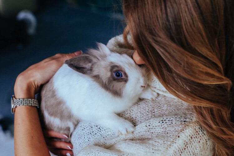 How To Tell How Old A Baby Rabbit Is - Netherland Dwarf Rabbit