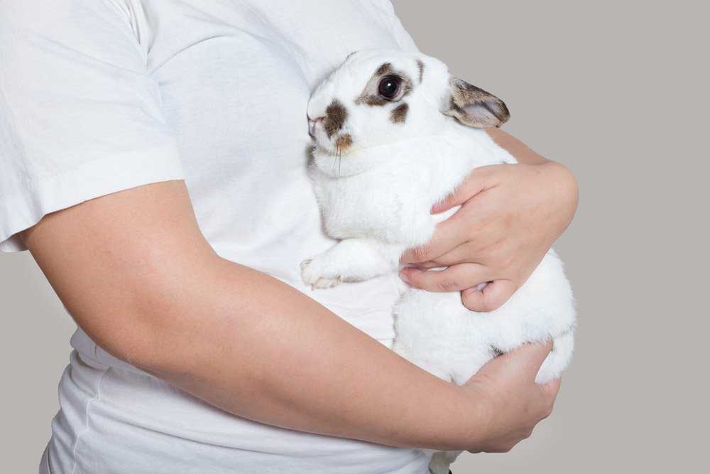 How To Pick Up A Rabbit Netherland Dwarf Rabbit